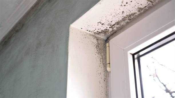 Best Commercial Mold Remediation in Pleasant Hills, MD