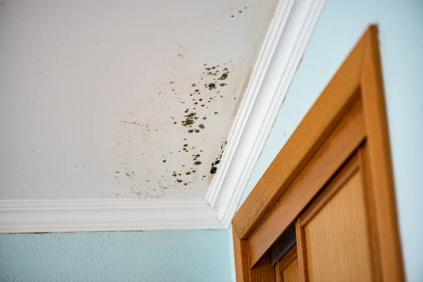 Best Industrial Mold Remediation in Pleasant Hills, MD