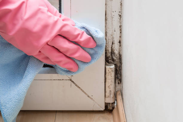 Best Black Mold Remediation in Pleasant Hills, MD