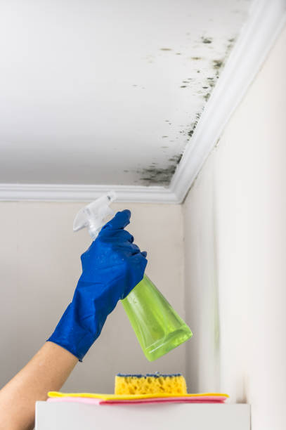 Best Emergency Mold Remediation in Pleasant Hills, MD